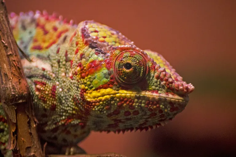 http://inform.cz/images/articles/chameleon.webp