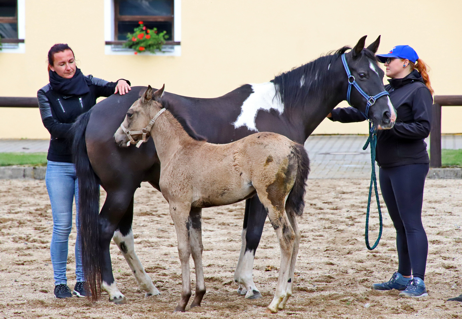 Přemýšlíte nad koupí koně? Je důležité si vybrat vhodnou chovnou stáj